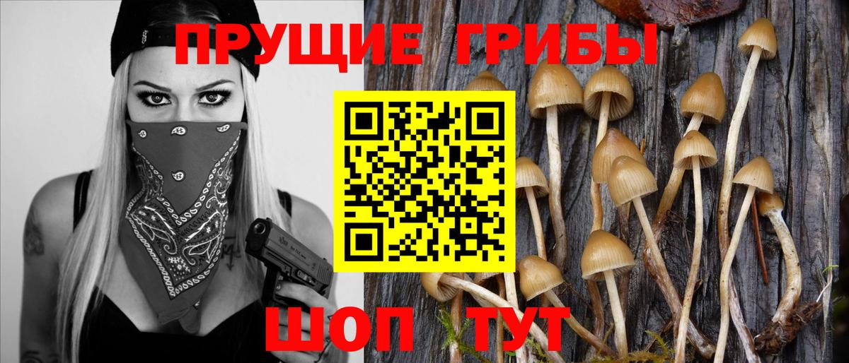 Галлюциногенные грибы Cubensis  Фрязино 